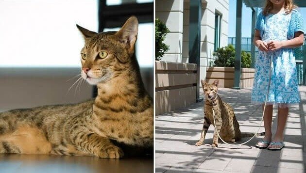 $125,000 Designer Cat