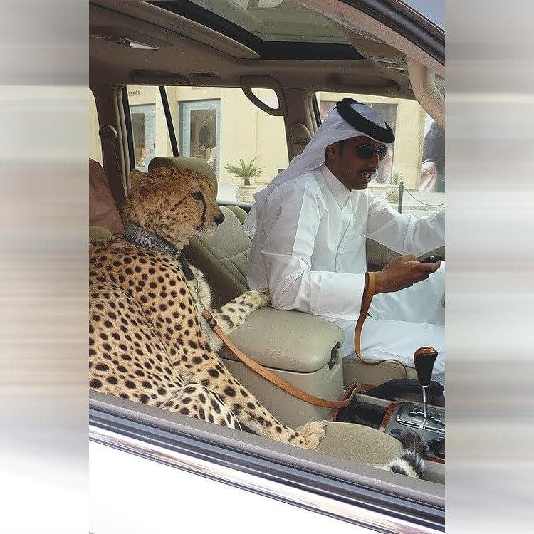 $13,000+ for Exotic Animals