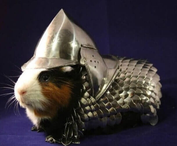 $24,300 Guinea Pig Armor
