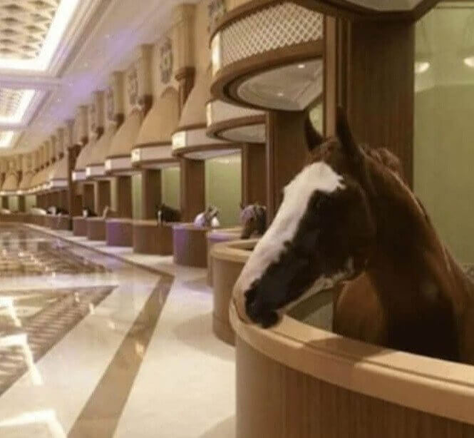 Extravagant Horse Stalls